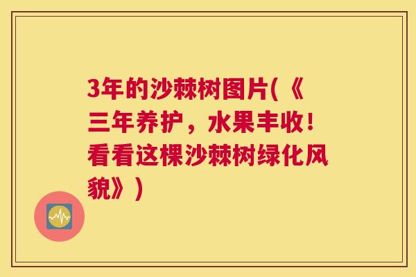 3年的沙棘树图片(《三年养护，水果丰收！看看这棵沙棘树绿化风貌》)