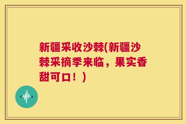 新疆采收沙棘(新疆沙棘采摘季来临,果实香甜可口!) 新疆采收沙棘(新疆沙棘采摘季来临,果实香甜可口!)