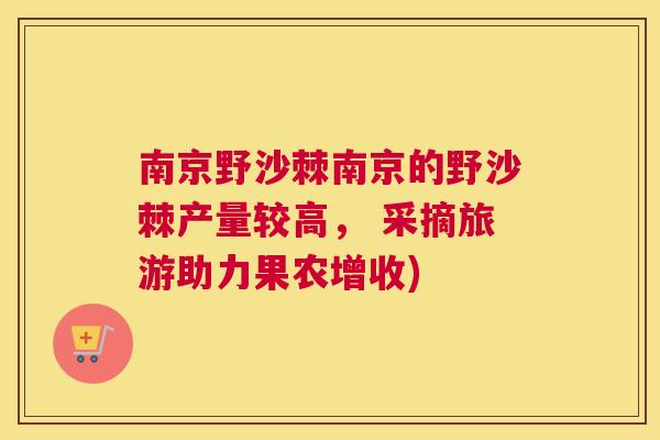 南京野沙棘南京的野沙棘产量较高, 采摘旅游助力果农增收) 南京野沙棘南京的野沙棘产量较高, 采摘旅游助力果农增收)