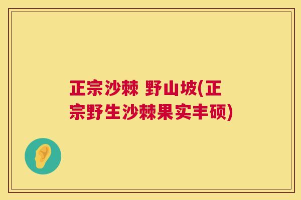 正宗沙棘 野山坡(正宗野生沙棘果实丰硕)