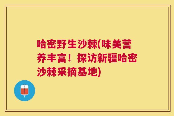 哈密野生沙棘(味美营养丰富！探访新疆哈密沙棘采摘基地)