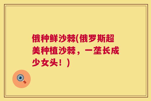 俄种鲜沙棘(俄罗斯超美种植沙棘，一垄长成少女头！)