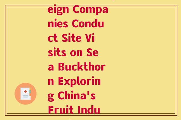 外商考察沙棘(Foreign Companies Conduct Site Visits on Sea Buckthorn Exploring China's Fruit Industry)