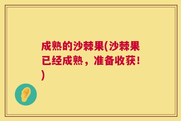 成熟的沙棘果(沙棘果已经成熟,准备收获!) 成熟的沙棘果(沙棘果已经成熟,准备收获!)