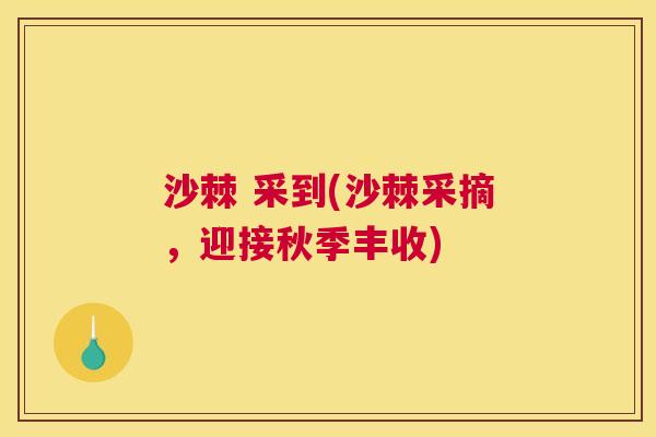 沙棘 采到(沙棘采摘，迎接秋季丰收)
