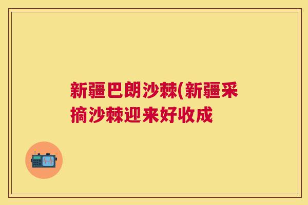 新疆巴朗沙棘(新疆采摘沙棘迎来好收成
