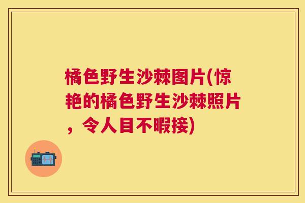 橘色野生沙棘图片(惊艳的橘色野生沙棘照片,令人目不暇接)