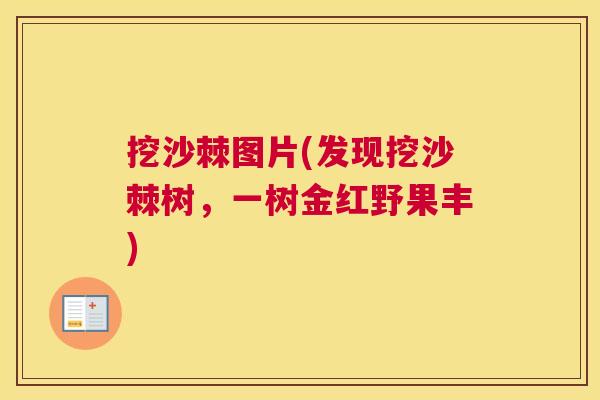 挖沙棘图片(发现挖沙棘树,一树金红野果丰)