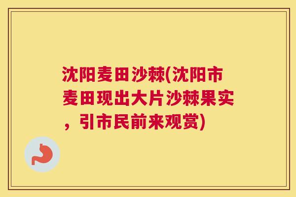 沈阳麦田沙棘(沈阳市麦田现出大片沙棘果实，引市民前来观赏)
