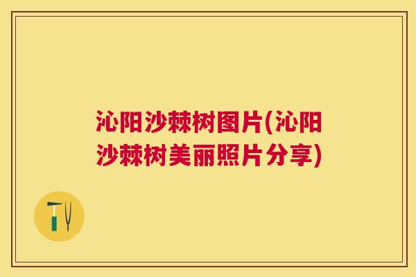 沁阳沙棘树图片(沁阳沙棘树美丽照片分享)