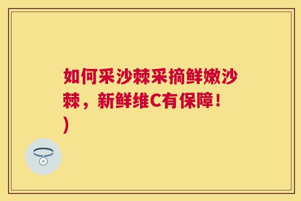 如何采沙棘采摘鲜嫩沙棘，新鲜维C有保障！)