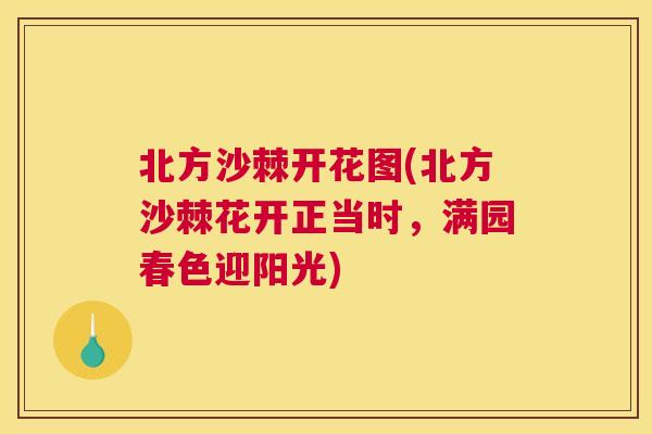 北方沙棘开花图(北方沙棘花开正当时，满园春色迎阳光)