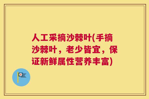 人工采摘沙棘叶(手摘沙棘叶,老少皆宜,保证新鲜属性营养丰富)