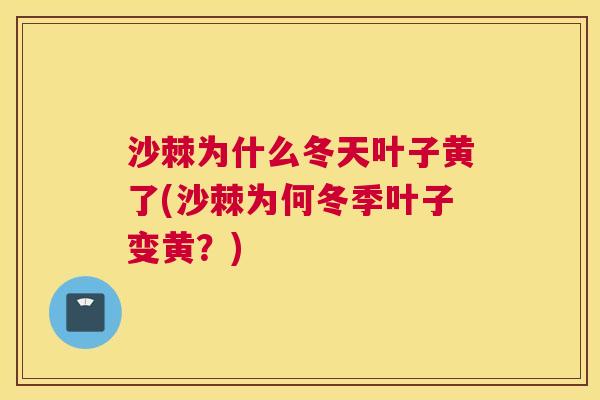 沙棘为什么冬天叶子黄了(沙棘为何冬季叶子变黄？)