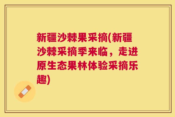新疆沙棘果采摘(新疆沙棘采摘季来临，走进原生态果林体验采摘乐趣)