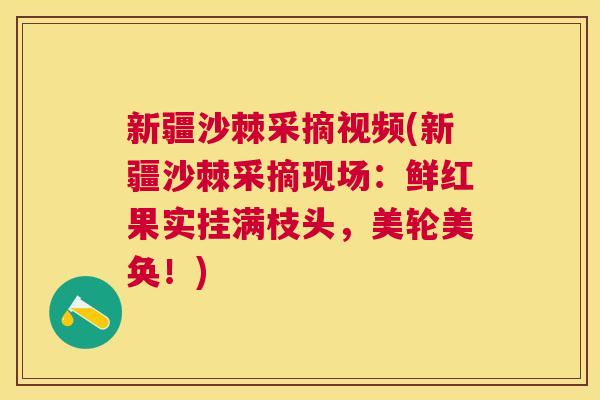 新疆沙棘采摘视频(新疆沙棘采摘现场：鲜红果实挂满枝头，美轮美奂！)