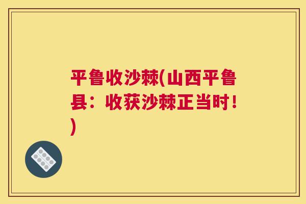 平鲁收沙棘(山西平鲁县:收获沙棘正当时!) 平鲁收沙棘(山西平鲁县:收获沙棘正当时!)