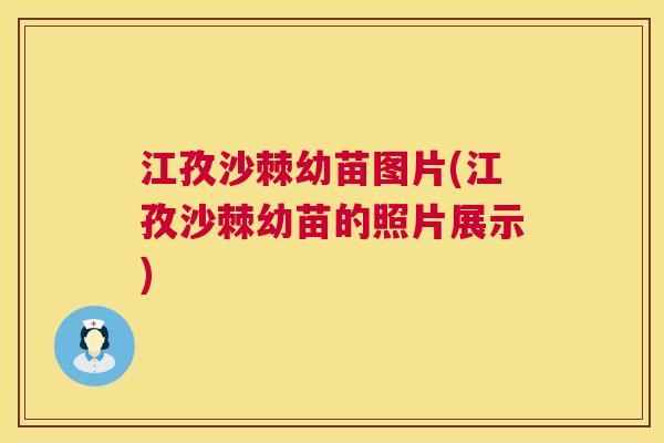 江孜沙棘幼苗图片(江孜沙棘幼苗的照片展示)