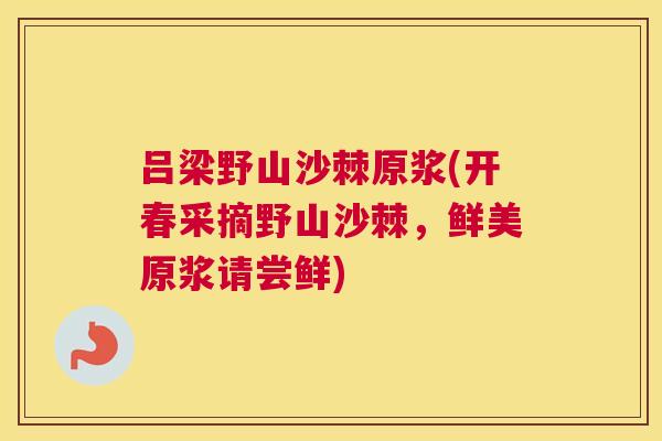 吕梁野山沙棘原浆(开春采摘野山沙棘，鲜美原浆请尝鲜)