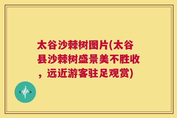 太谷沙棘树图片(太谷县沙棘树盛景美不胜收,远近游客驻足观赏)