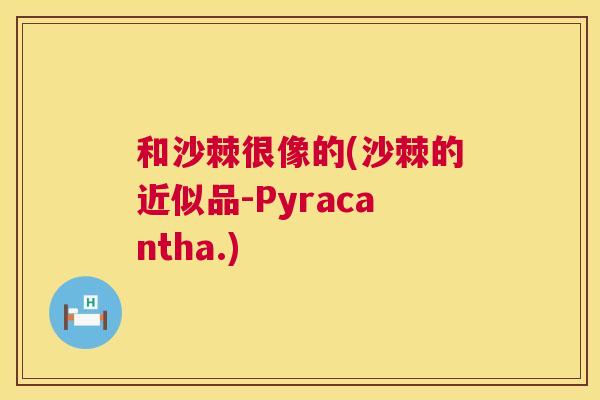 和沙棘很像的(沙棘的近似品-Pyracantha.)