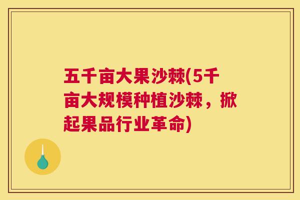 五千亩大果沙棘(5千亩大规模种植沙棘,掀起果品行业革命)