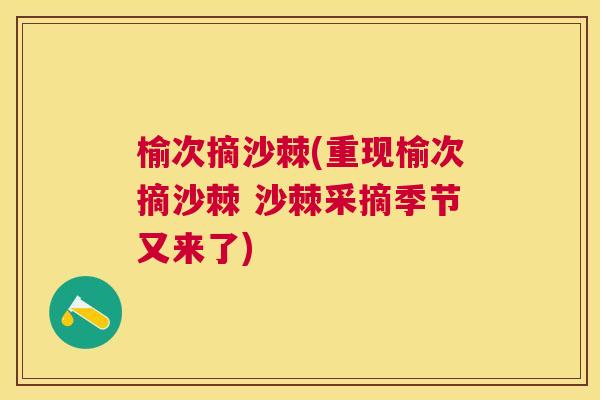 榆次摘沙棘(重现榆次摘沙棘 沙棘采摘季节又来了)