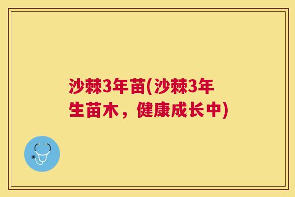 沙棘3年苗(沙棘3年生苗木,健康成长中)