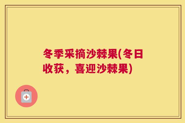 冬季采摘沙棘果(冬日收获,喜迎沙棘果)