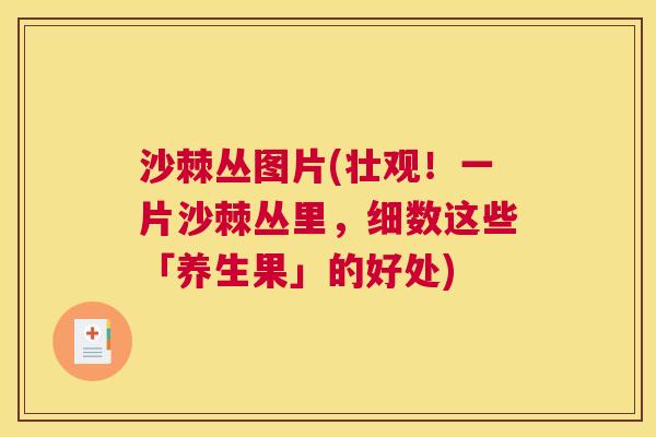 沙棘丛图片(壮观！一片沙棘丛里，细数这些「养生果」的好处)