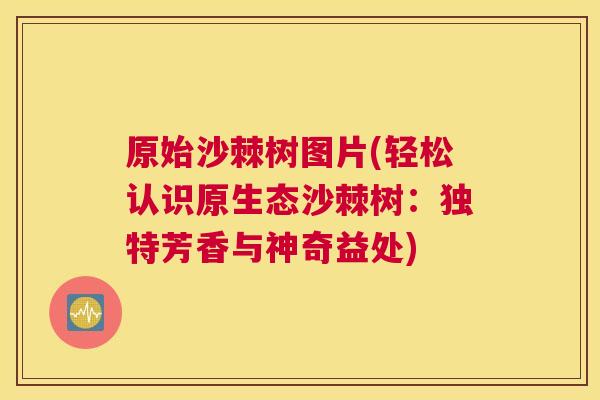 原始沙棘树图片(轻松认识原生态沙棘树：独特芳香与神奇益处)