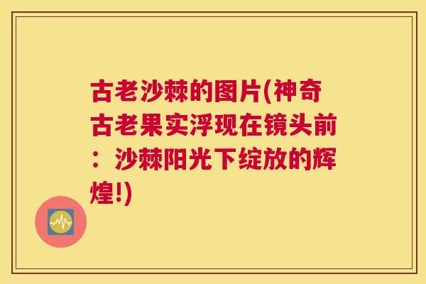古老沙棘的图片(神奇古老果实浮现在镜头前：沙棘阳光下绽放的辉煌!)