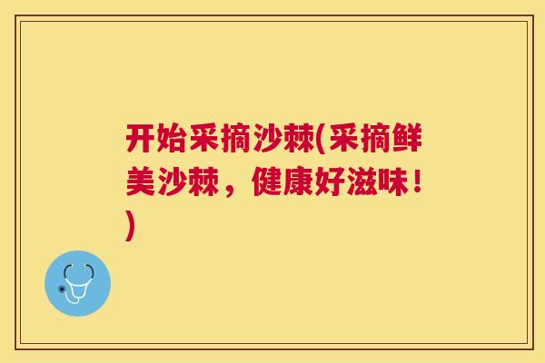 开始采摘沙棘(采摘鲜美沙棘，健康好滋味！)