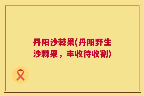 丹阳沙棘果(丹阳野生沙棘果，丰收待收割)