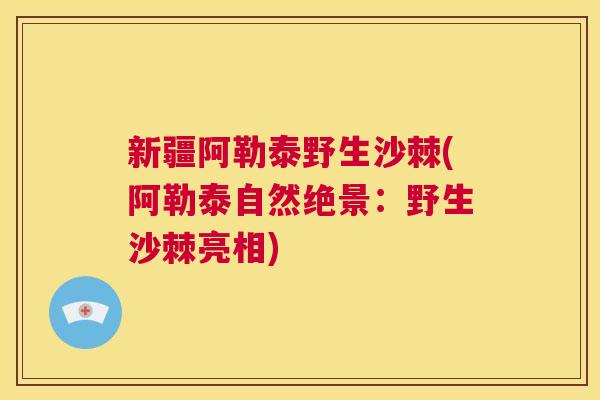 新疆阿勒泰野生沙棘(阿勒泰自然绝景：野生沙棘亮相)