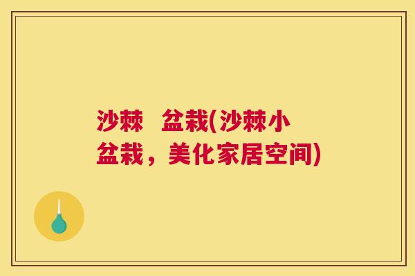 沙棘 盆栽(沙棘小盆栽,美化家居空间) 沙棘 盆栽(沙棘小盆栽,美化家居空间)