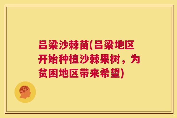 吕梁沙棘苗(吕梁地区开始种植沙棘果树，为贫困地区带来希望)