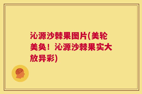 沁源沙棘果图片(美轮美奂！沁源沙棘果实大放异彩)
