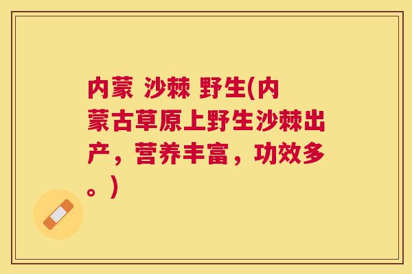 内蒙 沙棘 野生(内蒙古草原上野生沙棘出产，营养丰富，功效多。)