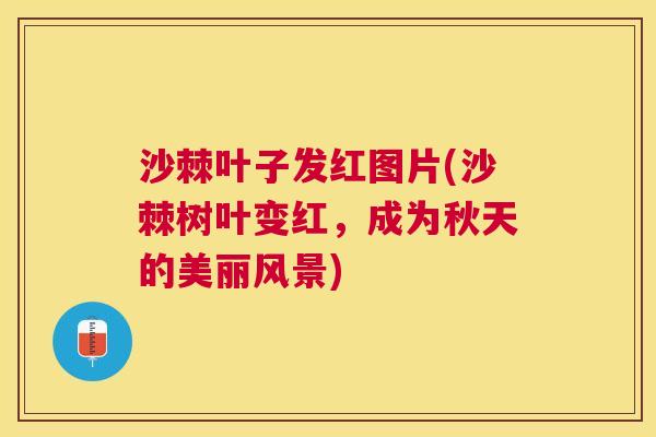 沙棘叶子发红图片(沙棘树叶变红，成为秋天的美丽风景)