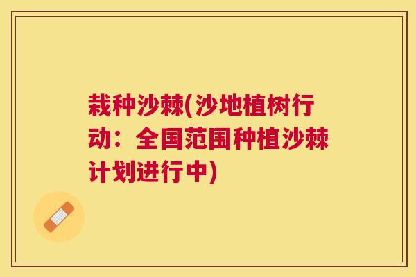 栽种沙棘(沙地植树行动：全国范围种植沙棘计划进行中)