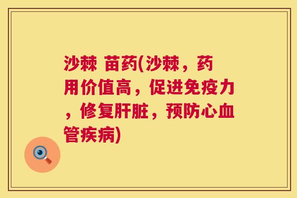 沙棘 苗药(沙棘，药用价值高，促进免疫力，修复肝脏，预防心血管疾病)