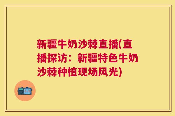 新疆牛奶沙棘直播(直播探访:新疆特色牛奶沙棘种植现场风光) 新疆牛奶沙棘直播(直播探访:新疆特色牛奶沙棘种植现场风光)