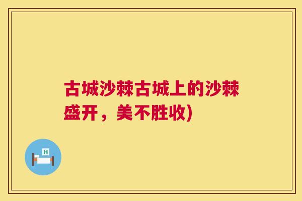 古城沙棘古城上的沙棘盛开，美不胜收)
