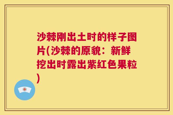 沙棘刚出土时的样子图片(沙棘的原貌：新鲜挖出时露出紫红色果粒)
