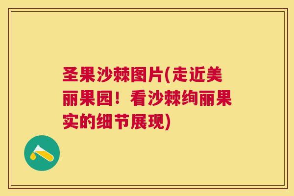 圣果沙棘图片(走近美丽果园！看沙棘绚丽果实的细节展现)