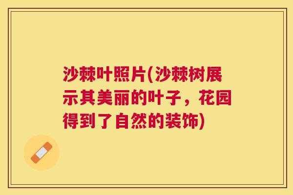 沙棘叶照片(沙棘树展示其美丽的叶子，花园得到了自然的装饰)