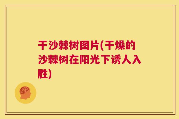 干沙棘树图片(干燥的沙棘树在阳光下诱人入胜)