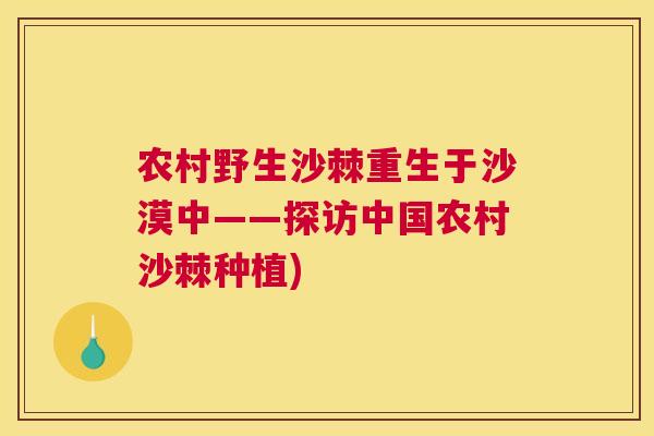 农村野生沙棘重生于沙漠中——探访中国农村沙棘种植)