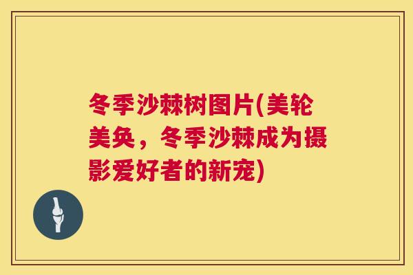 冬季沙棘树图片(美轮美奂，冬季沙棘成为摄影爱好者的新宠)